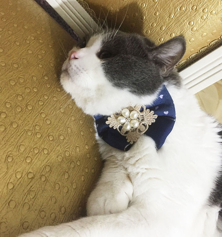 A fita perla os colares do gato do desenhista, gato extravagante a cor personalizada que os colares fácil esfrega fornecedor