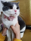 Os colares do animal de estimação/o colar feitos sob encomenda doces gato da flor personalizado personalizaram o logotipo fornecedor