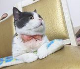 Colar luxuoso do gato do laço do laço, tamanho original 10cm da decoração dos colares do animal de estimação fornecedor