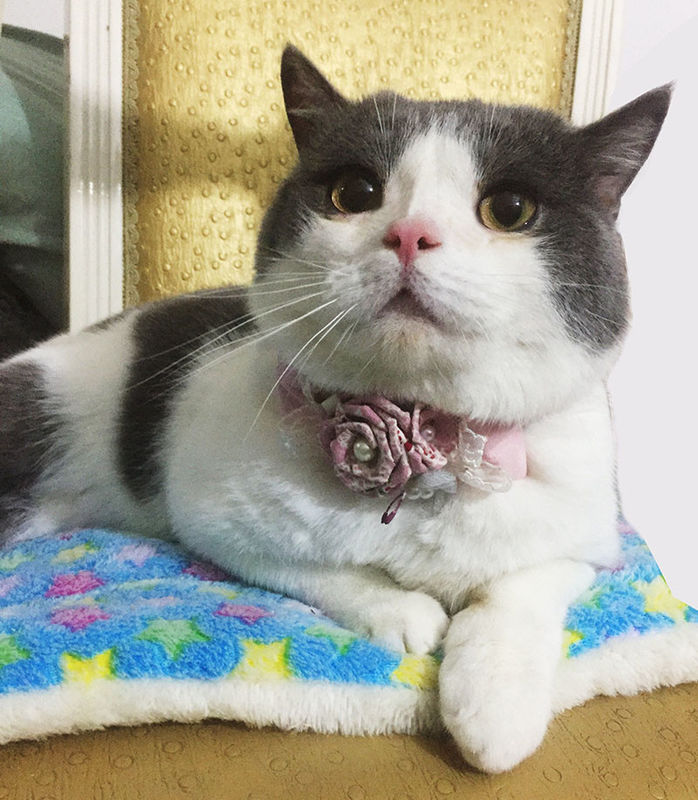 Os colares do animal de estimação/o colar feitos sob encomenda doces gato da flor personalizado personalizaram o logotipo fornecedor